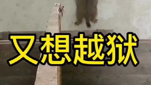 刚抓回来吃完点心就跑过去越狱？是不是要揍它一顿？