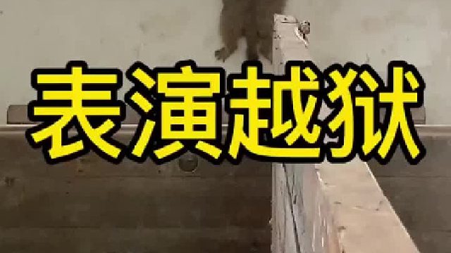 之前凳子靠窗户太近，让你逃出去了，可没有下次了。