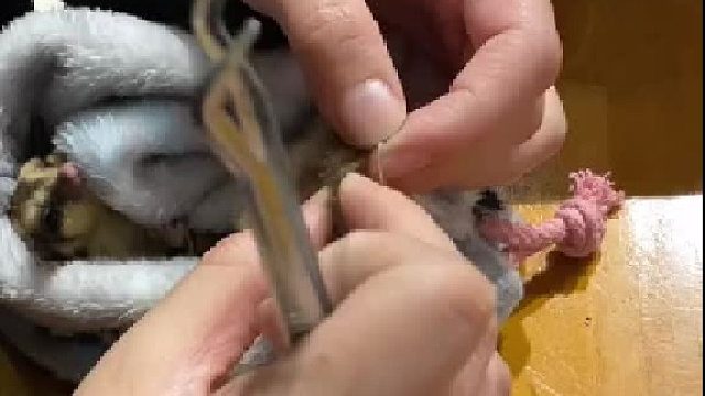 蜜袋鼯 同城蜜友送来的，帮他清理一下，善待生命