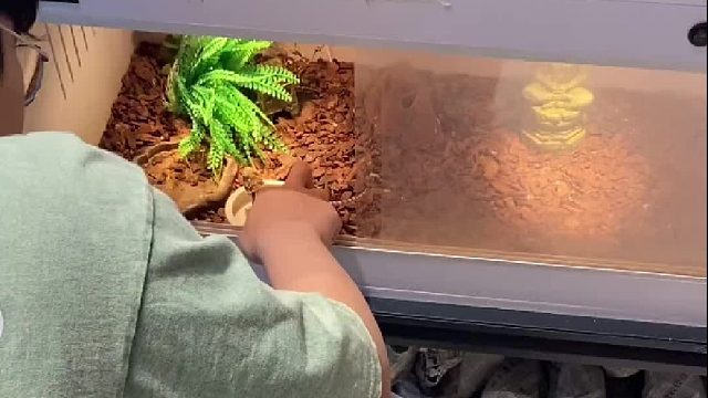 家有爬宠 不开灯，没有水源，两三个月度过了，加倍补充！