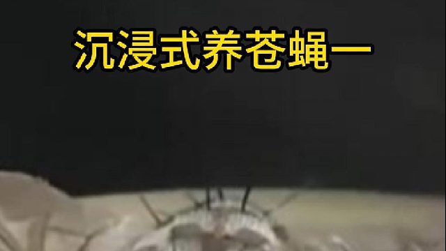 沉浸式养苍蝇一