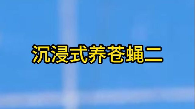 沉浸式养苍蝇二