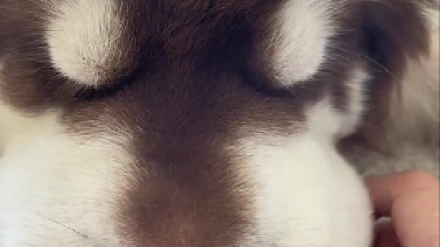 想狠狠捏一把这个肥嘟嘟的小胖脸