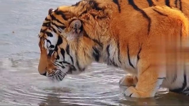 东北虎的反差萌能有多大，即是万兽之王又是大猫咪！