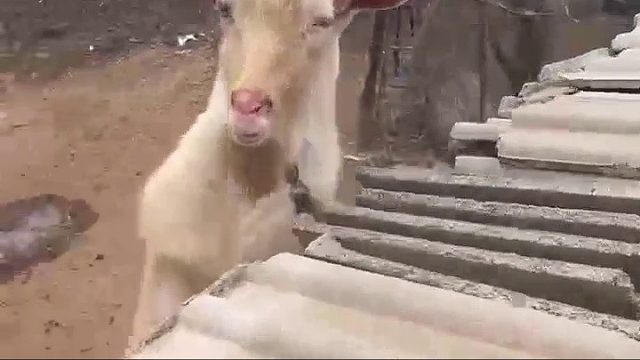 上辈子是个rap
