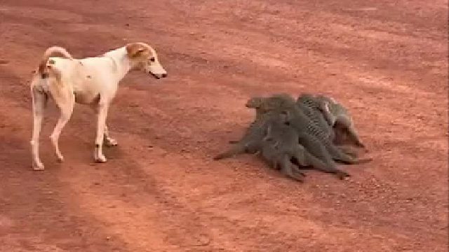 连阵抗敌，钓狗离山，最后还成功归队！