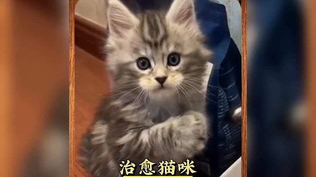 又是被猫咪治愈的一天