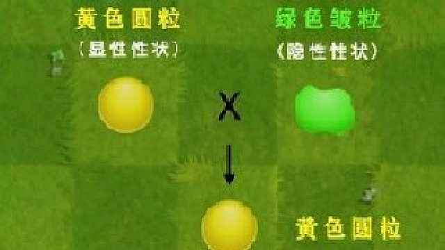 豌豆杂交实验（下）