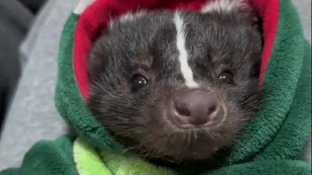 教学向：宠物臭鼬怎么养？