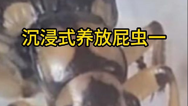 沉浸式养放屁虫一