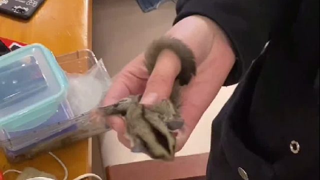 萌宠推荐官 它的小体重喝两口奶就上来了，树立目标，我减肥它增肥~