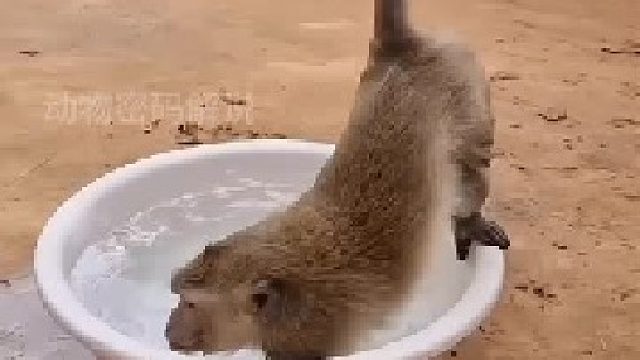 现在的猴子脾气都这样吗