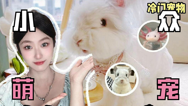 高萌预警，便宜又好养的小众萌宠