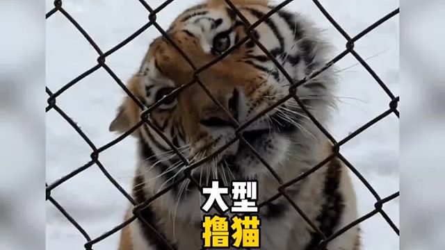 这种猫你想撸吗？