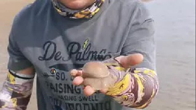 户外赶海抓海鲜