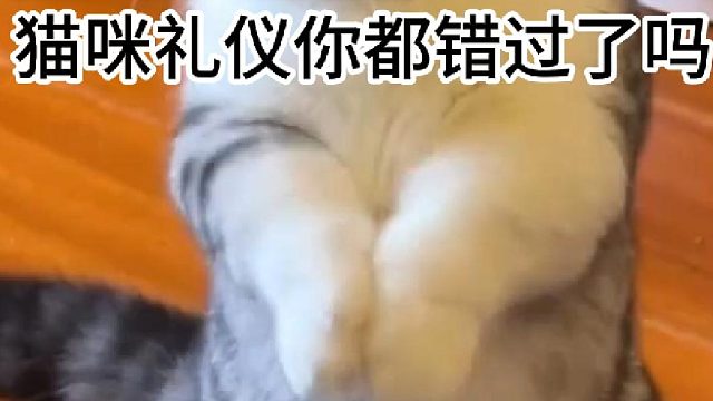 猫咪礼仪你都错过了吗