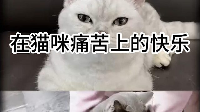 在猫咪痛苦上的快乐