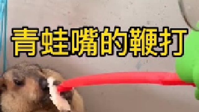 差点把它惹毛了，早上脾气了。