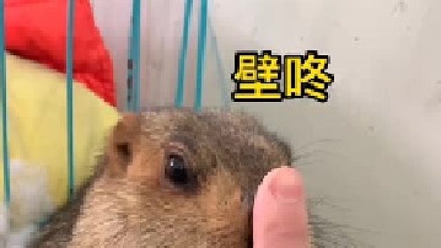 又是被玩弄的一天。