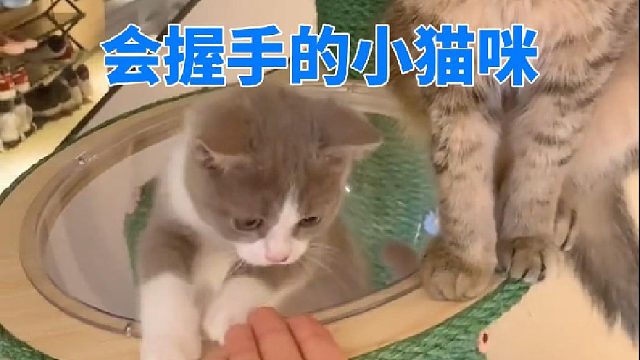 会握手的小猫咪也太棒了吧