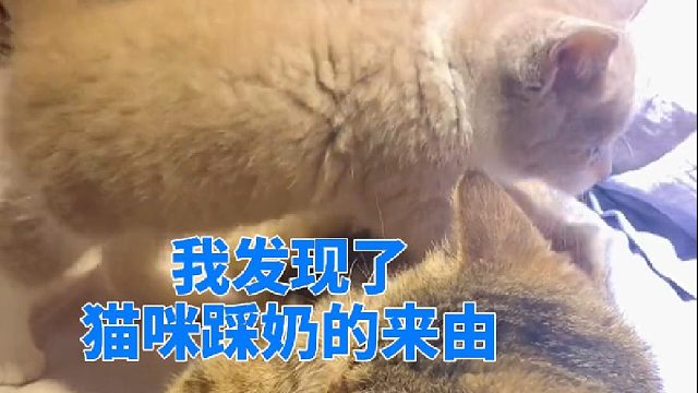 我发现了猫咪踩奶的来由