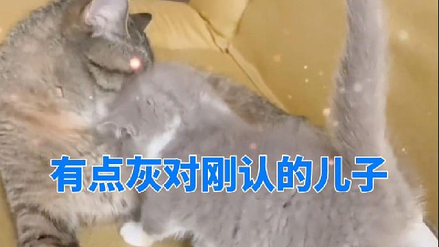 有点灰对刚认的儿子也太好了吧