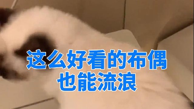 这么好看的布偶也能流浪