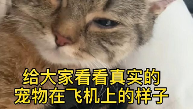 主人全程照顾着，宠物尚且如此遭罪