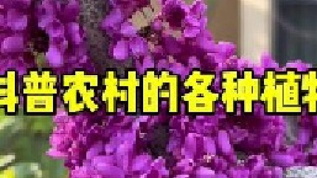 今天给大家科普一下农村经常见到的各种植物，不知道大家都还认识吗？