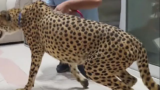 艾特出干得过它的人.....