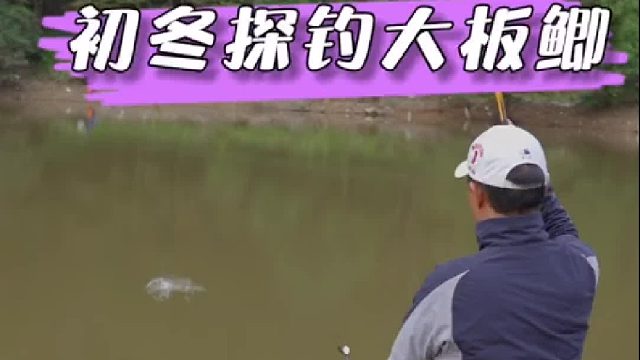 初冬探钓千岛湖野水库大板鲫，解锁一个新渔获品种，其中讲的冬钓鲫鱼的知识干货你又能get到多少。