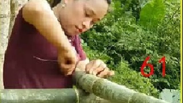 收获鲜艳的火龙果  带到集市上贩卖