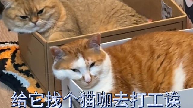 养老型真的很想给它找个猫咖去打工诶