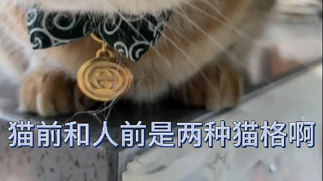 黄咯噔怎么在猫前和人前是两种猫格啊
