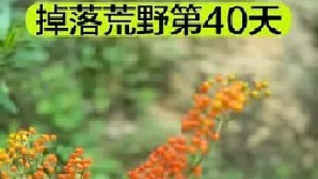 掉落荒野的第40天我发现了一种既能治病又能管饱的植物