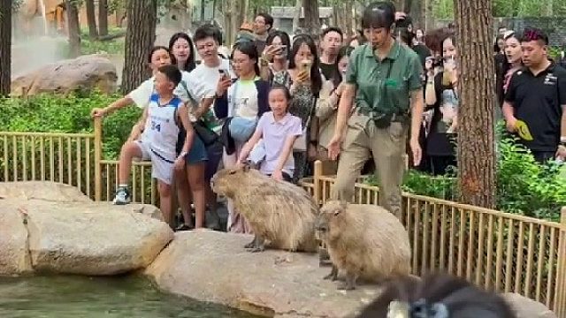 卡皮巴拉：我不想上班，不想下去。被管理员推下水...