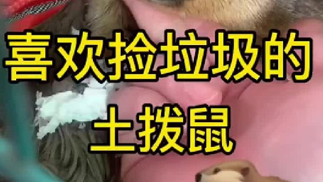 半卷卫生纸霍霍完了，还喜欢把各种垃圾往窝里带。