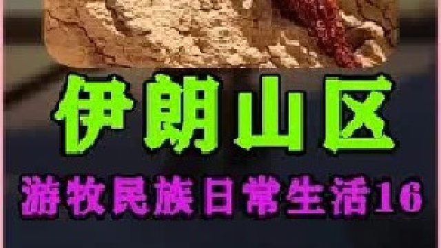 伊朗游牧民族日常生活 收获大麦  (2)