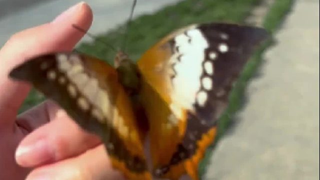 和蝴蝶共赴春日之约