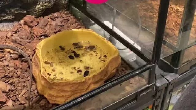 爬宠日常 估计它自己都不知道自己长大后什么样子哈哈