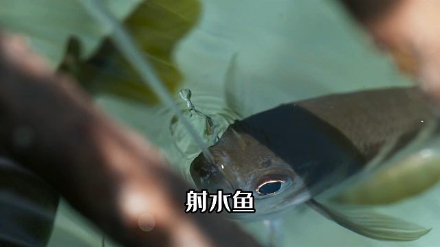 水中神枪手射水鱼