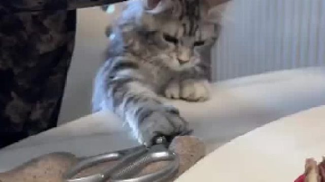 小猫聪明毛和犟种毛都拉满