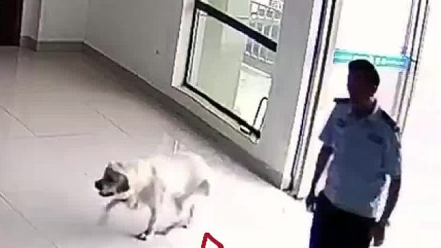 狗子带兄弟到派出所蹭空调