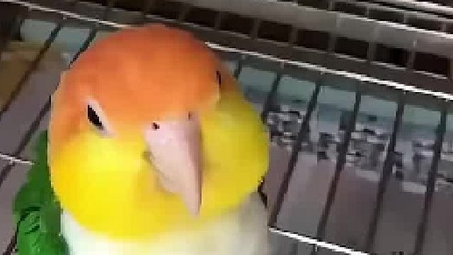 女子把鹦鹉夸奖的不好意思了