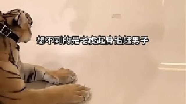 这只老虎可不是病猫