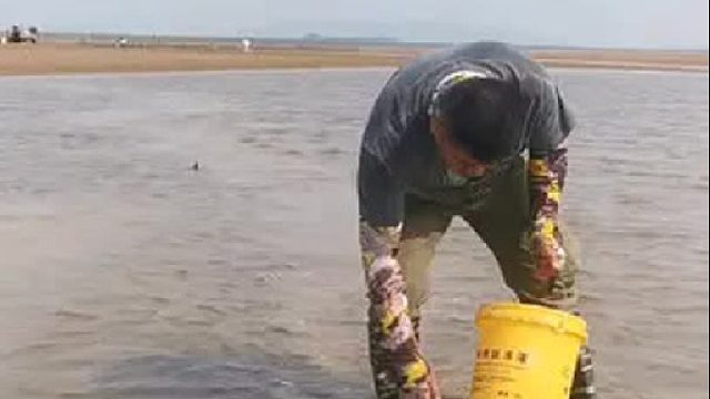 户外赶海抓海鲜