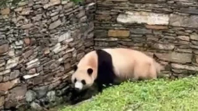 两天没出来营业的福宝，今天第一天营业高兴坏了