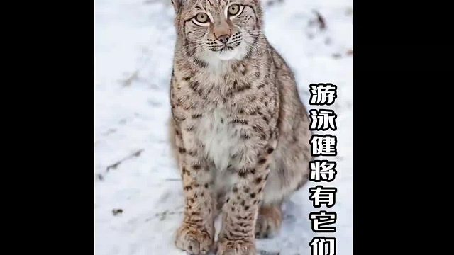 猫咪到底怕不怕水？别的猫不知道，这三货应该是不怕的