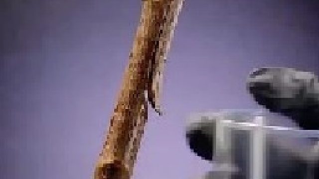 年薪百万的园艺大师轻易不会告诉你的种植小技巧！