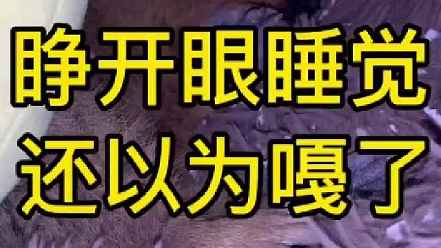 第一次看见它这个姿势，头朝里，还睁开眼睛睡觉，还以为嘠了呢。